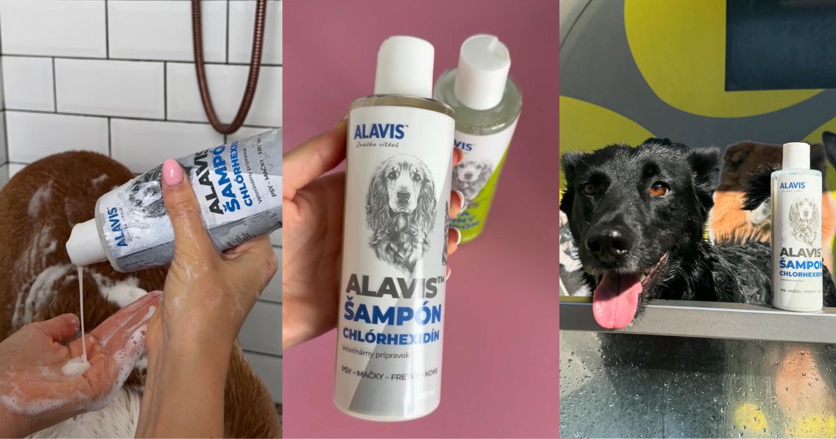alavis šampón ns chlórhexidínom